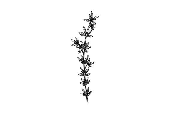 Download Herb Thyme Leaf Sketch Hand Drawn Vector - Hand drawn Collection