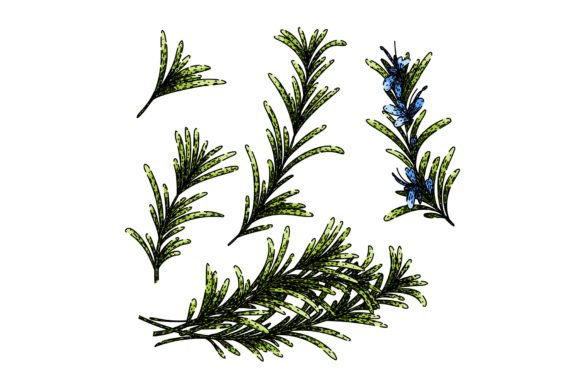 Download Rosemary Set Sketch Hand Drawn Vector - Hand drawn Collection