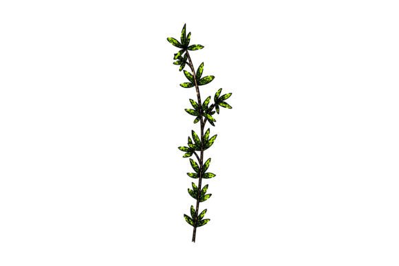 Download Herb Thyme Leaf Sketch Hand Drawn Vector - Hand drawn Collection
