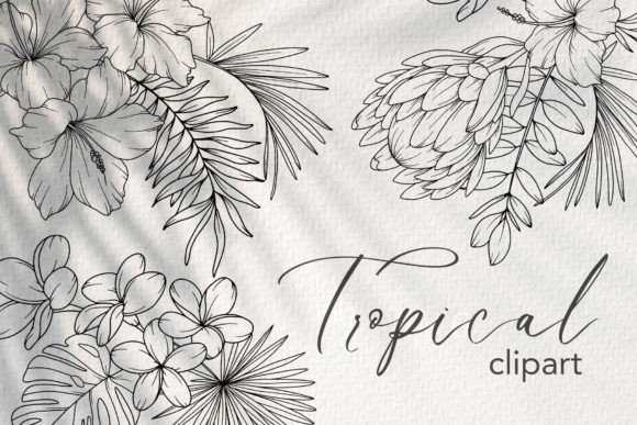 Download Tropical Flower LINE ART. Tropical Plant - Tropical Collection