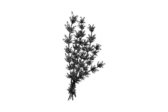 Download Plant Thyme Leaf Sketch Hand Drawn Vecto - Hand drawn Collection