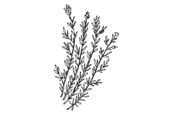 Download Thyme Sketch. Hand Drawn Herb. Botanical - Hand drawn Collection