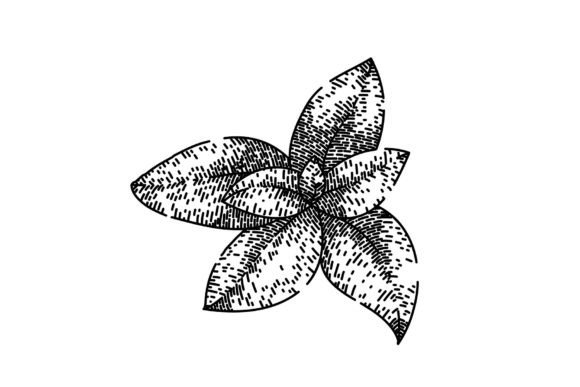Download Herbal Thyme Leaf Sketch Hand Drawn Vect - Hand drawn Collection