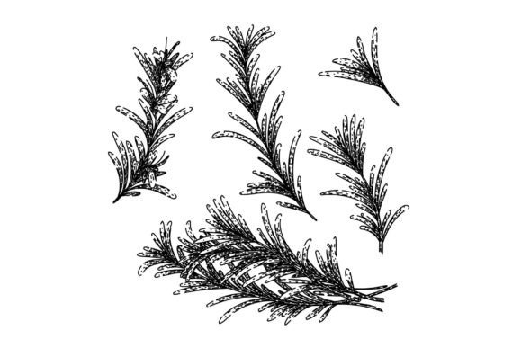 Download Rosemary Set Sketch Hand Drawn Vector - Hand drawn Collection