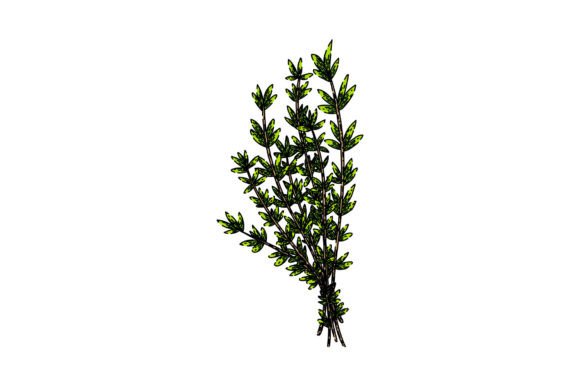 Download Plant Thyme Leaf Sketch Hand Drawn Vecto - Hand drawn Collection