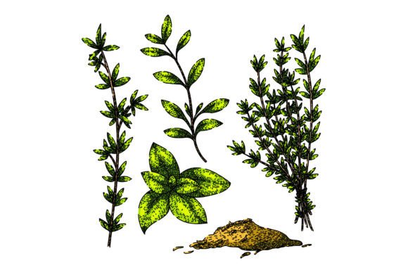 Download Thyme Leaf Set Sketch Hand Drawn Vector - Hand drawn Collection