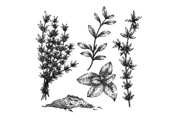 Download Thyme Leaf Set Sketch Hand Drawn Vector - Hand drawn Collection