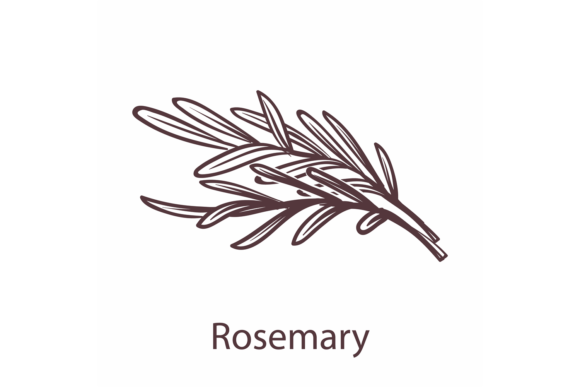 Download Rosemary Icon. Botanical Hand Drawn Bran - Hand drawn Collection