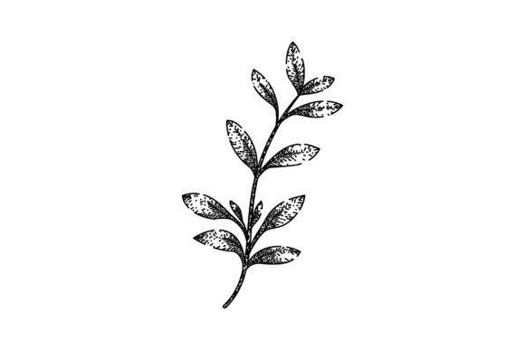 Download Fresh Thyme Leaf Sketch Hand Drawn Vecto - Hand drawn Collection