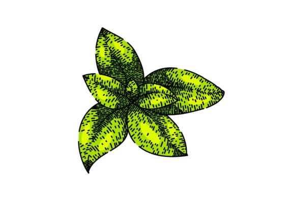 Download Herbal Thyme Leaf Sketch Hand Drawn Vect - Hand drawn Collection