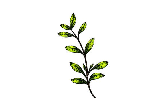 Download Fresh Thyme Leaf Sketch Hand Drawn Vecto - Hand drawn Collection