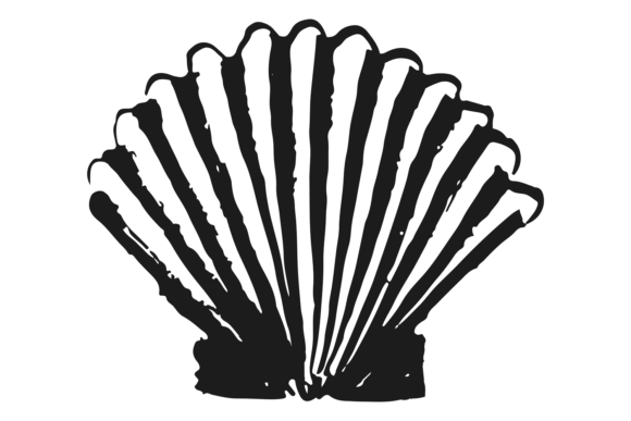 Download Cockle Shell. Sea Animal in Hand Drawn S - Hand drawn Collection